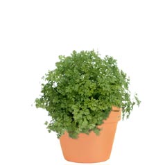 Cilantro